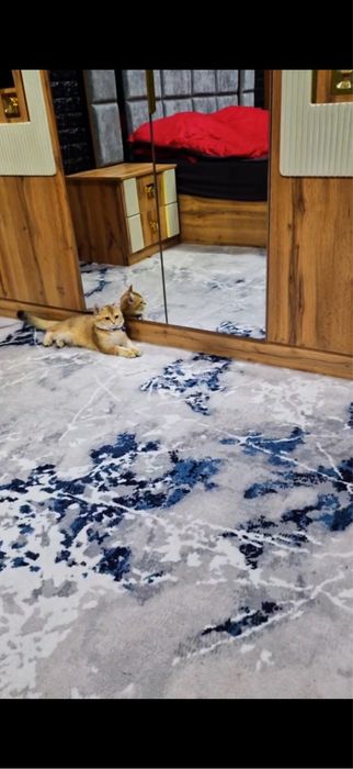 Кошка золотая шиншила, 1,5 года