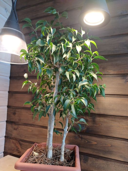 Фикус мелколистный