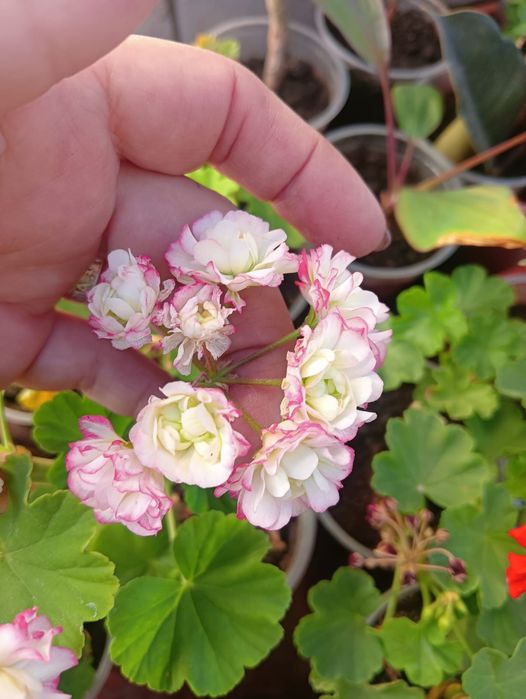 Продам комнатные цветы