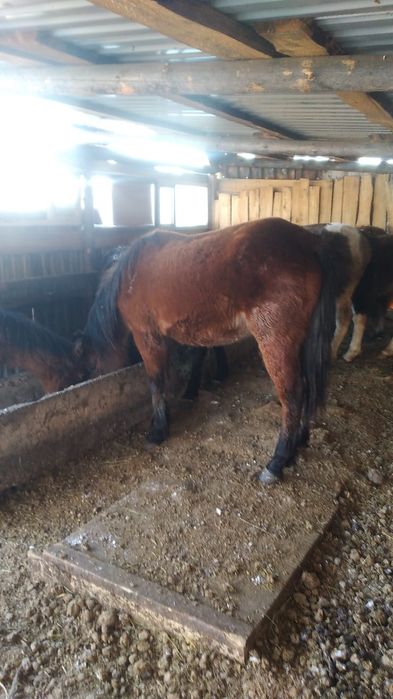 Продам байтал жерёбая.