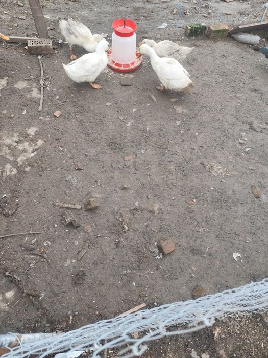 Vând rațe tinere de casa și mute