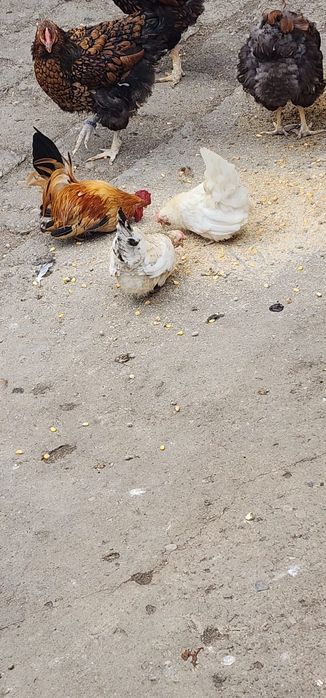 Vând o familie de chabo