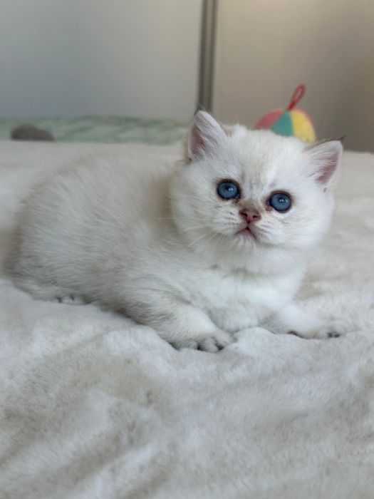 British  silver shaded point