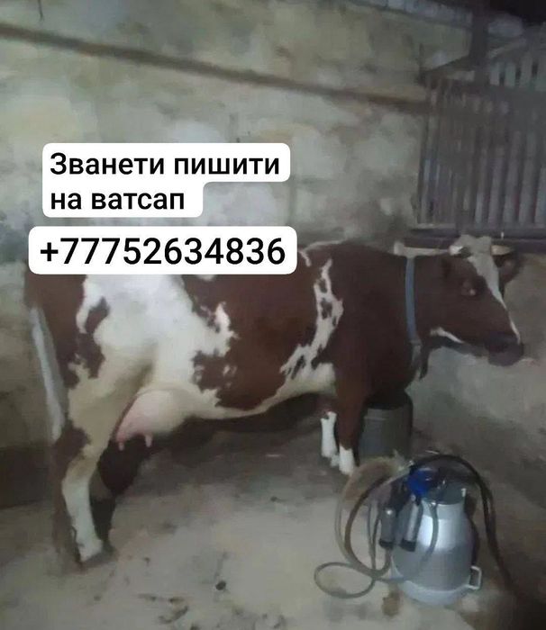 Продам корову с теленком