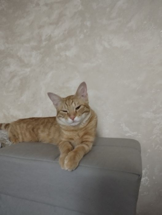 Отдам кота в хорошие руки