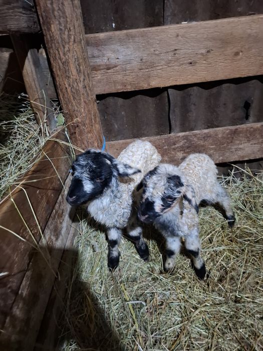 Oi cu miei de vanzare