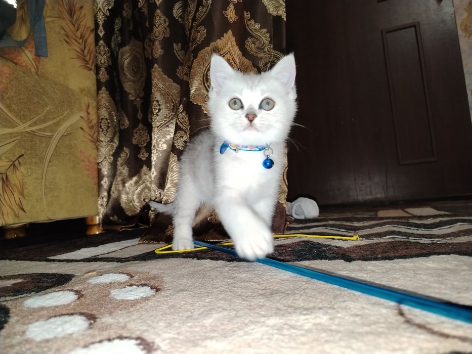 Кошка Шиншилла 100 га 100 тоза