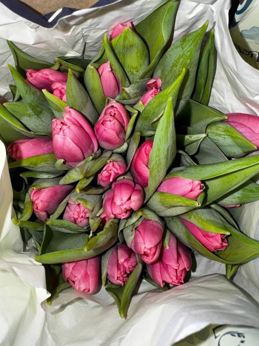 Голладнские тюльпаны оптом