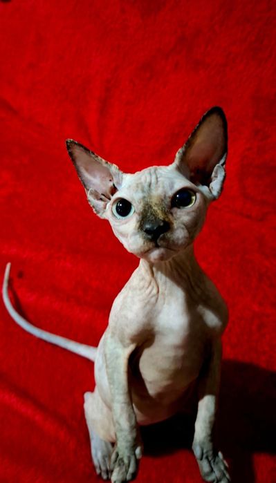 Канадский сфинкс