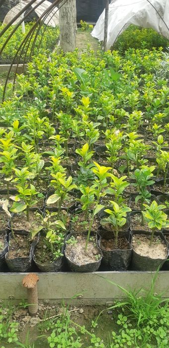 Bresklit Eyonomus shamshod kochatla sotiladi