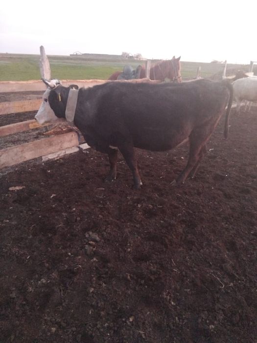 Корова стельная  .
