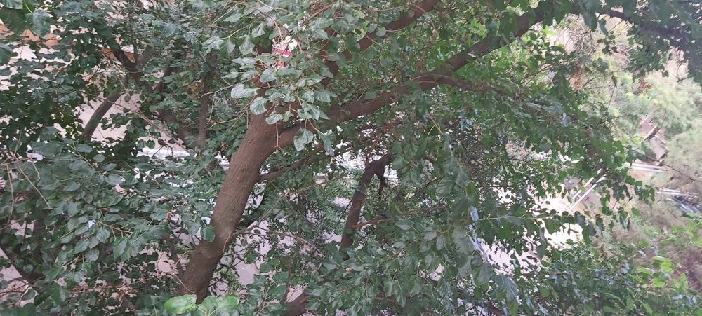 Какрасу 1          3/5/5