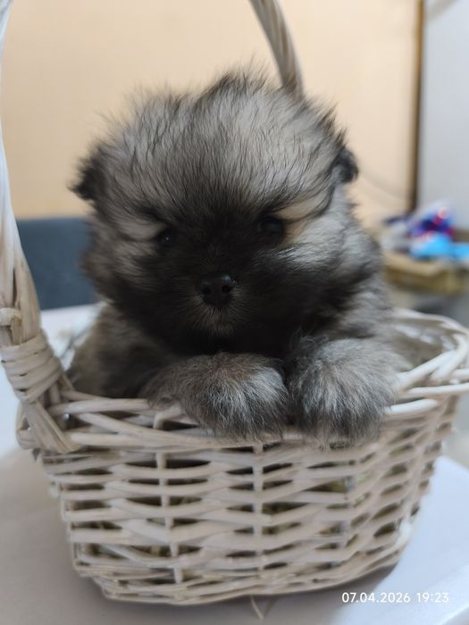 Продам щенков шпица