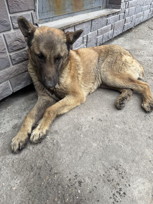 Собака мальчик рыжий окрас