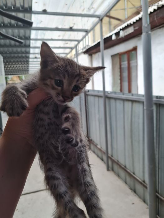 Отдам котёнка в добрые руки