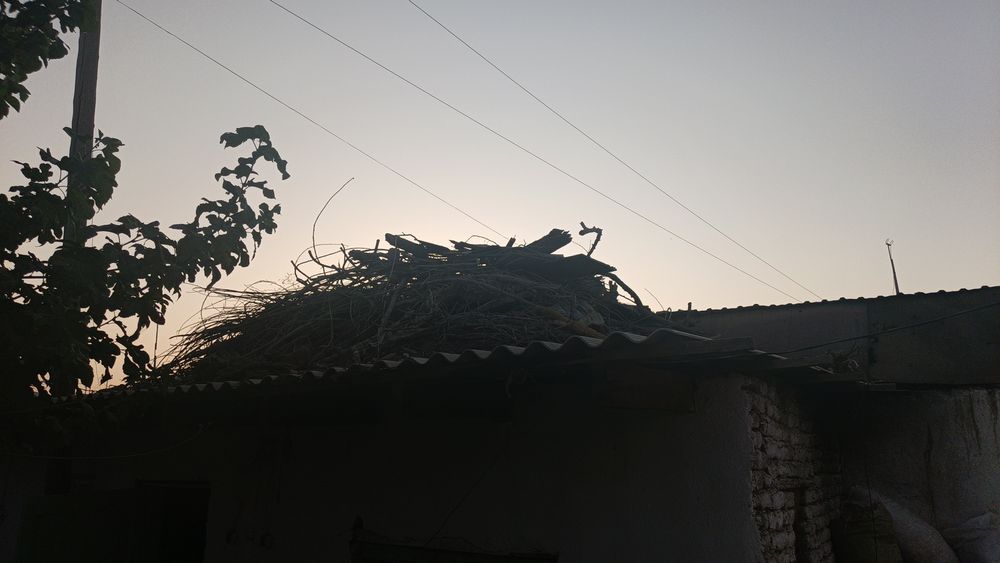 Taxta va daraxt oʻtinlar