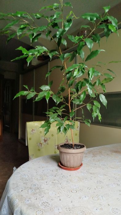 Фикус бенджамина