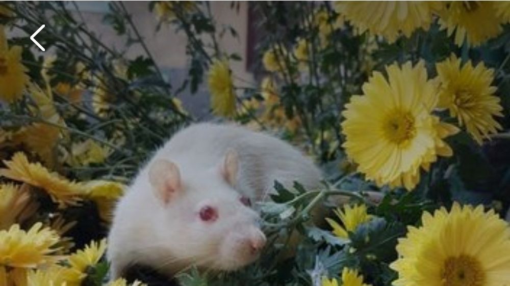 Продам крыску окраска разная