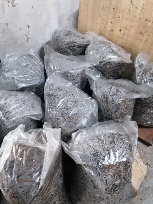 Заразени чували с гъба кладница и мицел