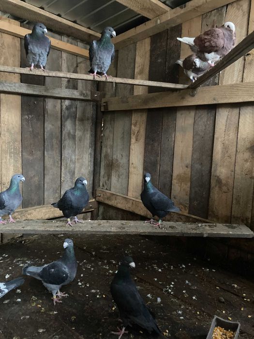 Porumbei germani 40 lei bucata