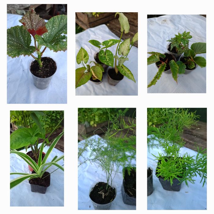 Продам комнатные цветы