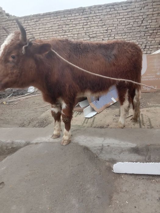 Бука сотилади соглом