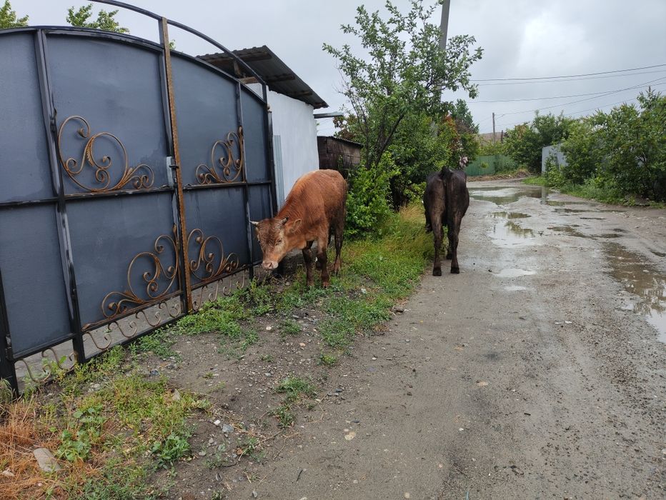 Продам бычков годовалые