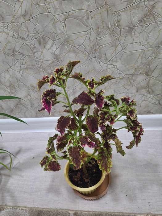 КОЛЕУС, Пеперермия итд.