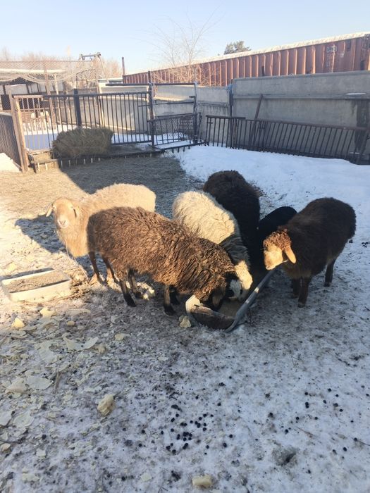 Овцы матки  хорошие