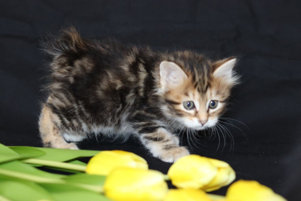 Кот курильского бобтейла