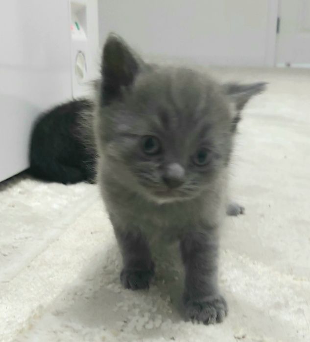 Срочно отдам котят в добрые руки