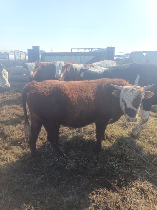 Продам бычков 15 голов