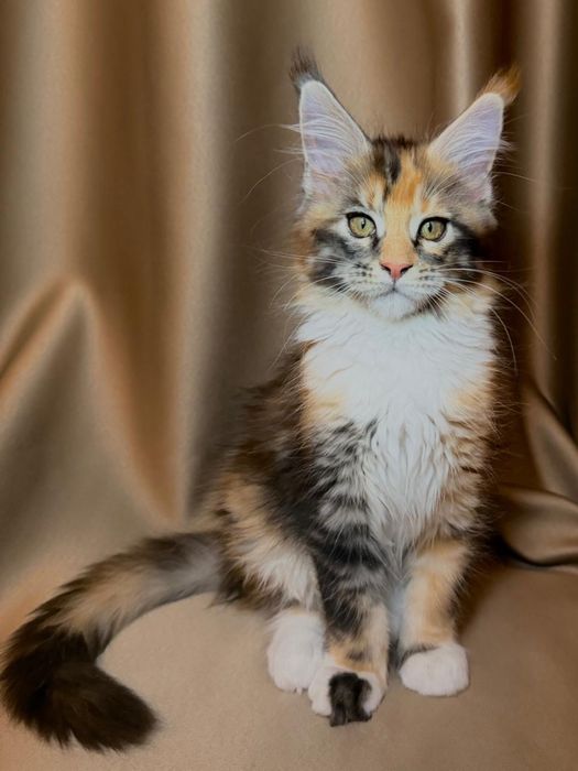 Породные котята мейн-кун