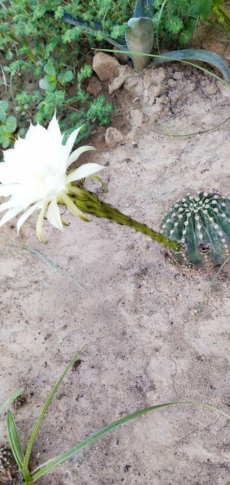 Har xil kaktuslar bor sotuvda.arzon narxlarda hamyon bob.