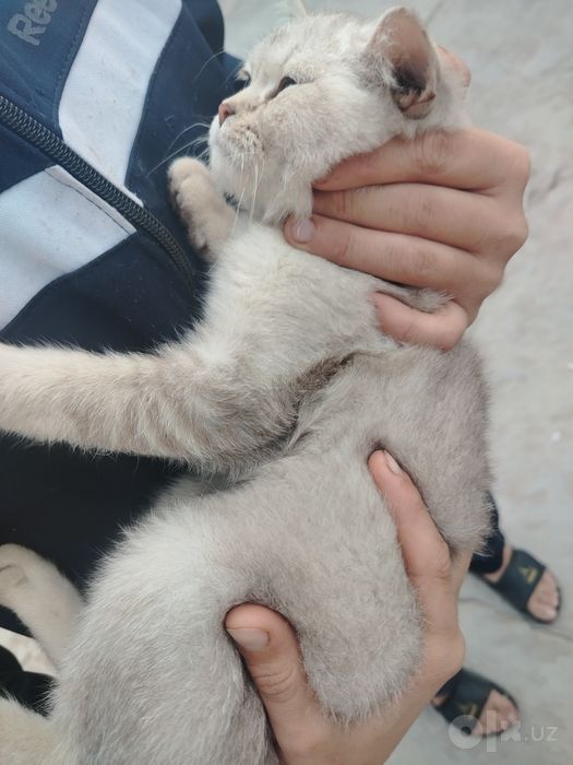 Zottor mushuk sotiladi