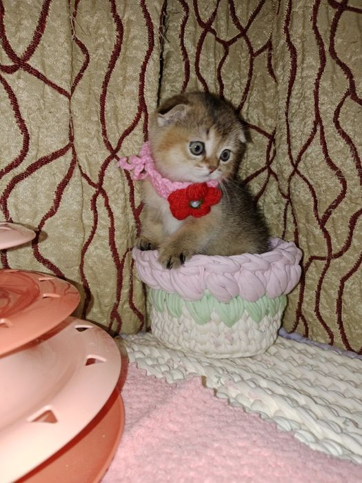 Скоттиш Фолд девочка золотая тикированная Шиншила