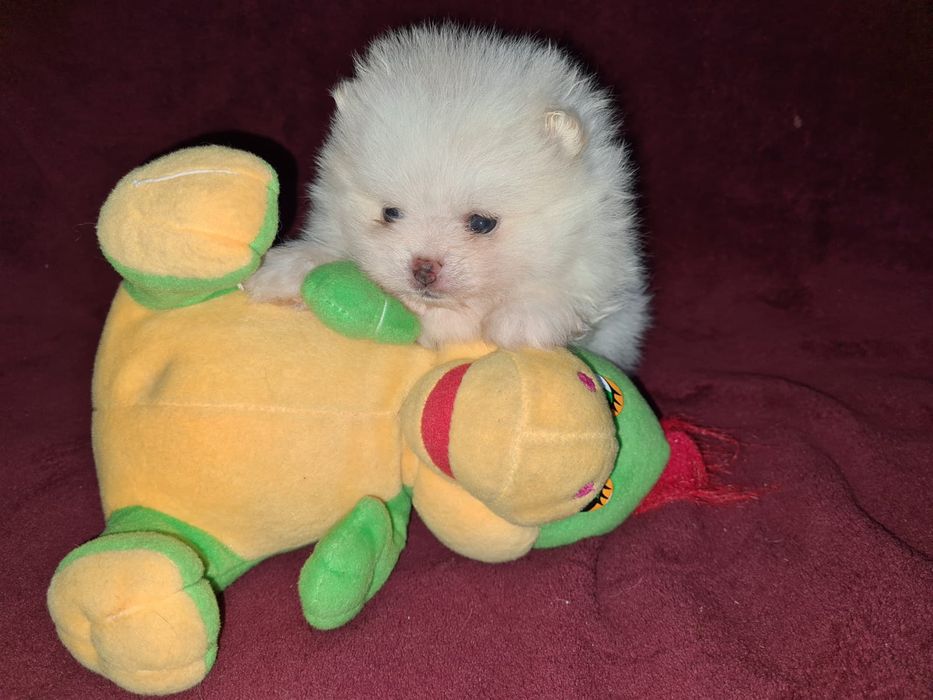 Продам щенков шпица