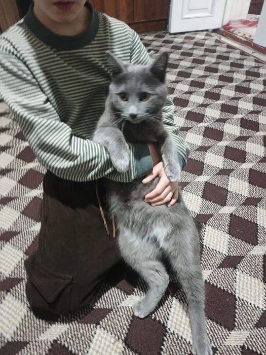 Британский мушук