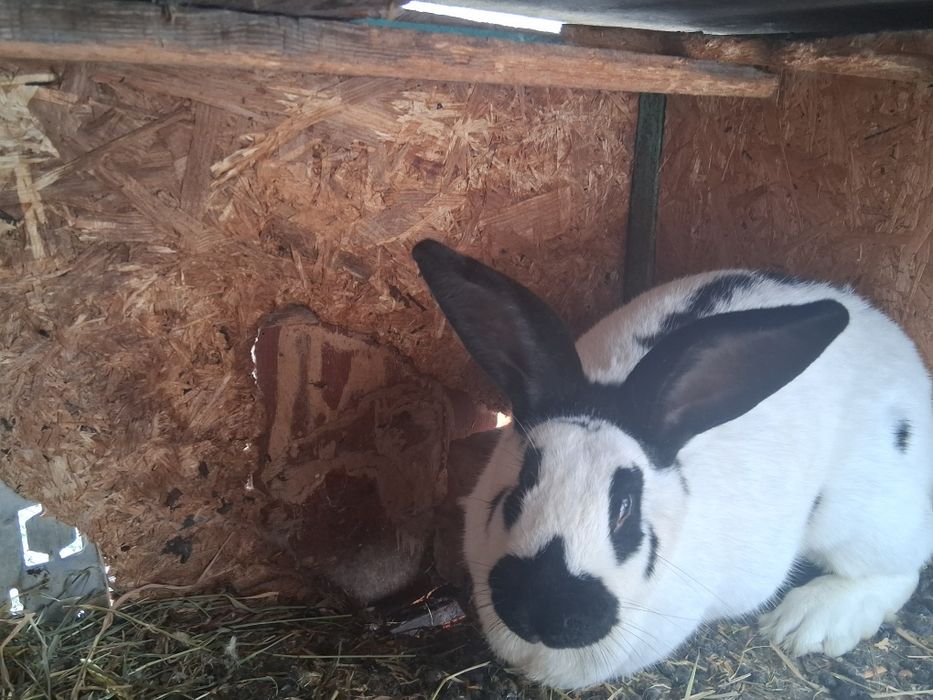 Vând sau schimb Femelă fluture