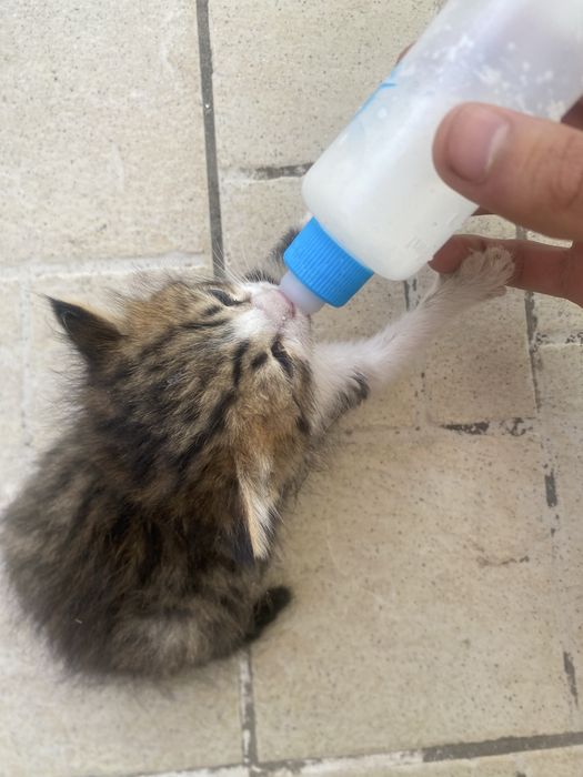 Отдам котята в хорошие руки