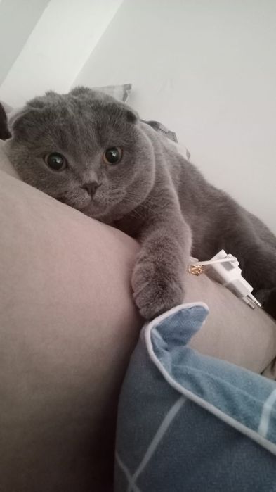 Вязка кота Британца