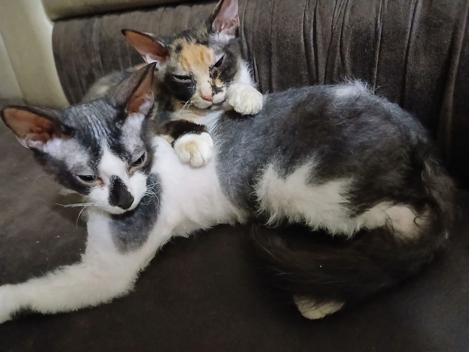 Котята сфинкс Браш
