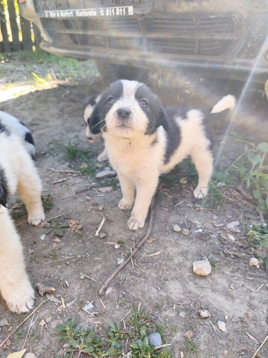 Cățeluși pentru adopție