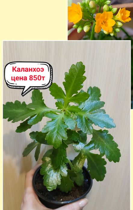 Продам комнатные цветы!