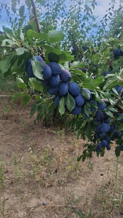Prune tuica sau consum
