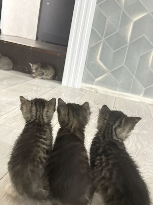 Отдам домашних котят даром