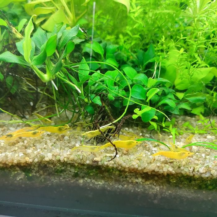 Creveti Bloody Mary Crystal Red Blue Velvet Dream Yellow