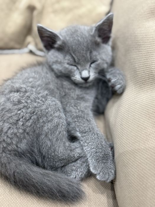 Котенок русская голубая