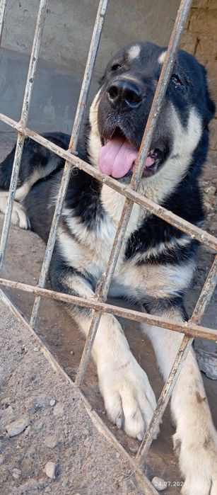 Продам собаку алабай