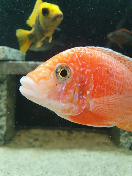 Ciclide africane puii si juvenili